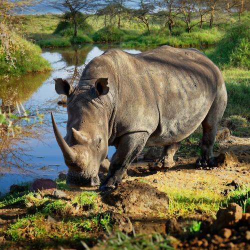 Witte neushoorn in Lake Nakuru Nationaal Park