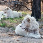 Witte leeuw in game reserve in Hazyview