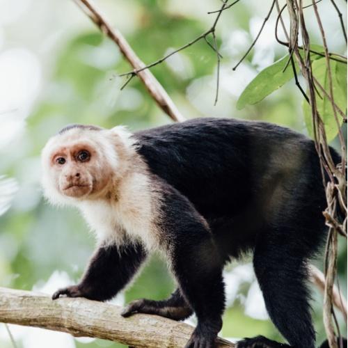 Kapucijnaap in Costa Rica