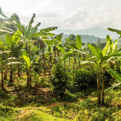 Bananenplantage Oeganda