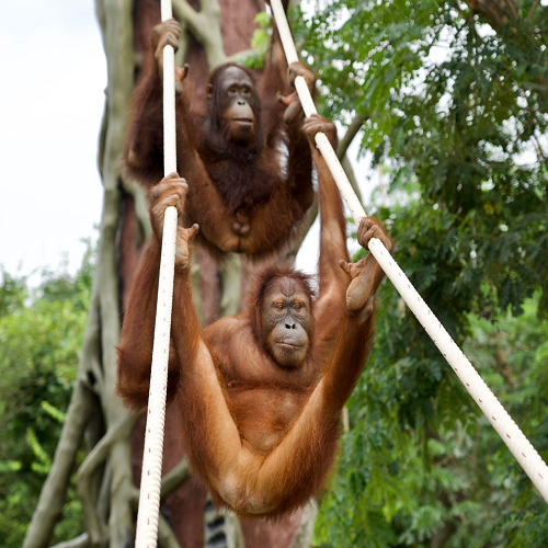 Apen in het WFFT Animal Rescue Center