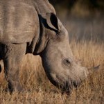 Neushoorn in Kruger (Hoedspruit)