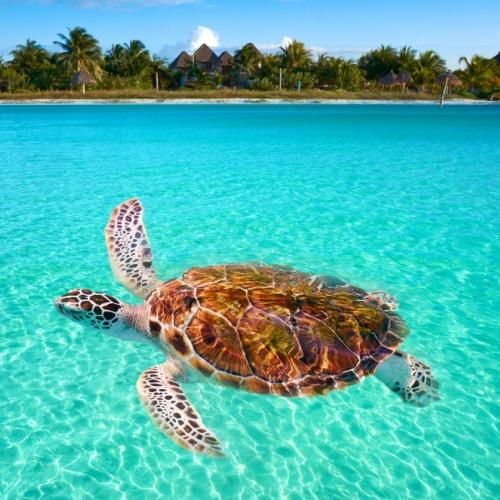 Schildpad aan de kust van Holbox