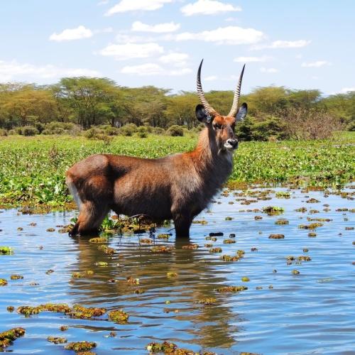 Waterbok bij Lake Naivasha