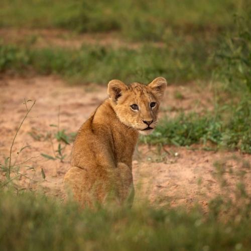 Murchison Falls, welpje