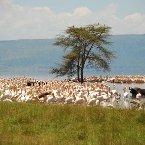 Flamingo's bij Nakurumeer