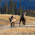 Bighoorn bij Koontenay Nationaal Park (2).jpg