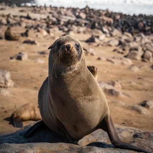 Brandberg, zeehond bij skeleton coast