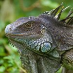 Groene leguaan in Puerto Viejo de Talamanca