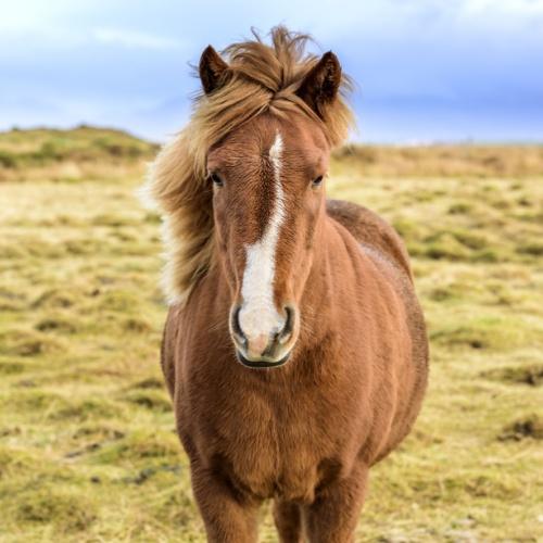 IJslands paard