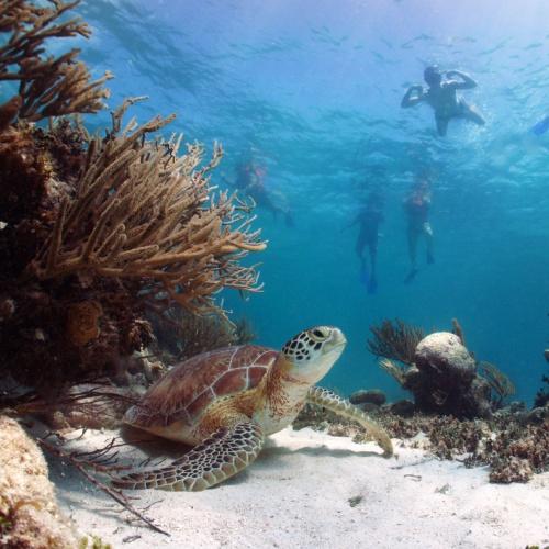 Snorkelen bij het rif in Akumal