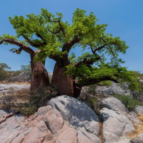 Boom in Makgadikgadi Pans 