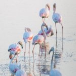 Parque Nacional de Doñana