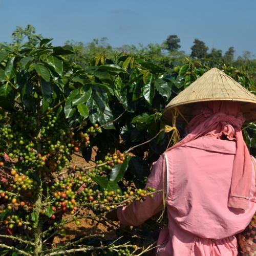 Boer bij koffieplantage, Bolaven Plateau