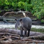 Tapir in het Corcovado Nationaal Park