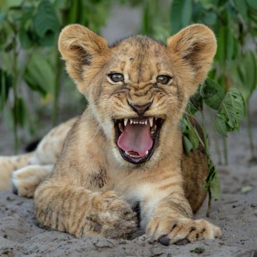 Welp in Chobe Nationaal Park