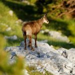 Biokovo Nationaal Park