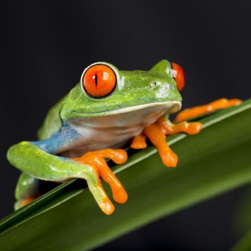 Puerto Viejo de Sarapiquí