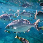 Onderwaterwereld Varadero