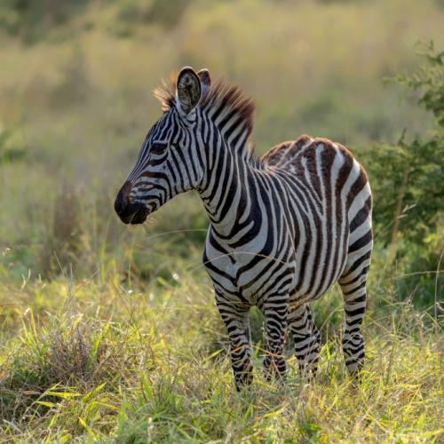 Lake Mburo Nationaal Park, zebra