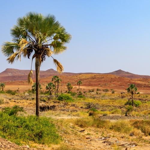 Omgeving Palmwag