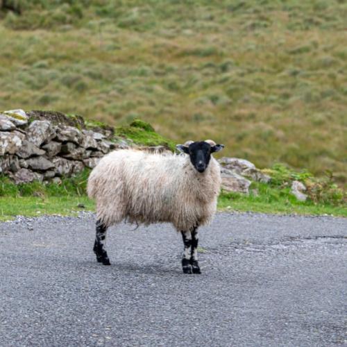 Ring of Kerry, schaap