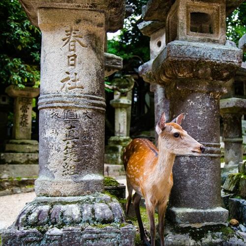 Kyoto, Nara