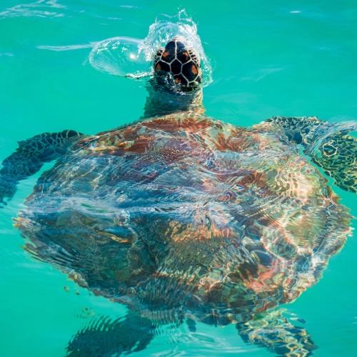 Schildpad Mauritius