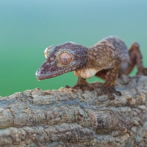 Uroplatus-gekko’s