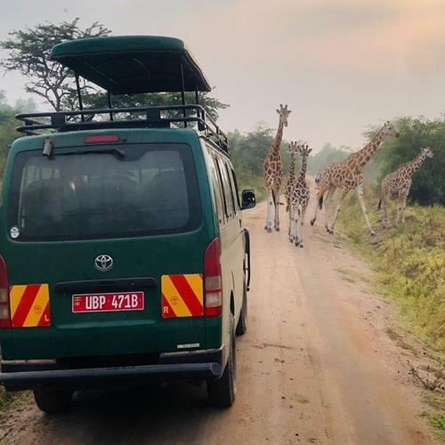 Vervoer tijdens safari