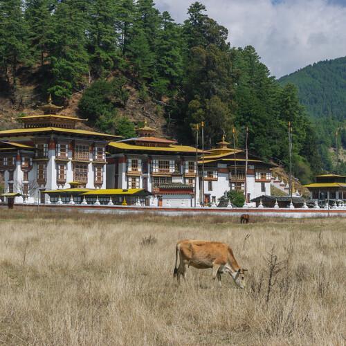 Grazende koe voor Kurjey Lhakhang