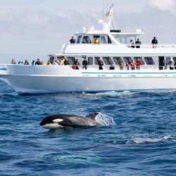Vancouver Whale Watching