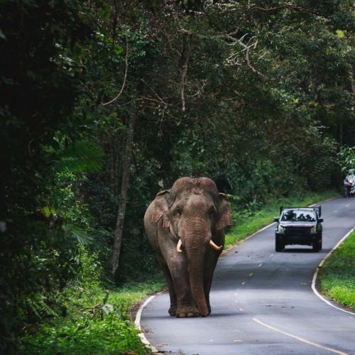 Olifant in Khao Yai National Park