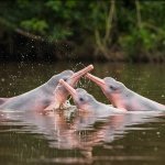 Roze rivierdolfijnen